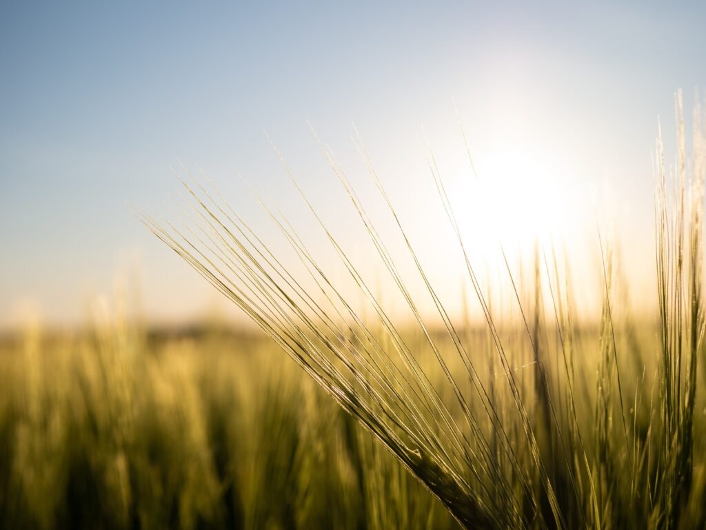 wheat field with a clear sky